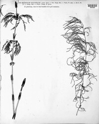 Image of Equisetum sylvaticum